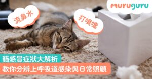 【貓咪健康】貓感冒症狀大解析!流鼻水、打噴嚏?教你分辨上呼吸道感染與日常照顧