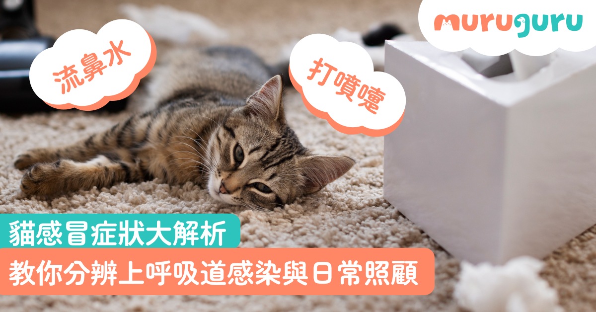 【貓咪健康】貓感冒症狀大解析！流鼻水、打噴嚏？教你分辨上呼吸道感染與日常照顧
