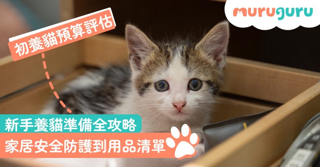 【新手上路】新手養貓準備全攻略：從家居安全防護到用品清單 養貓前必看預算評估