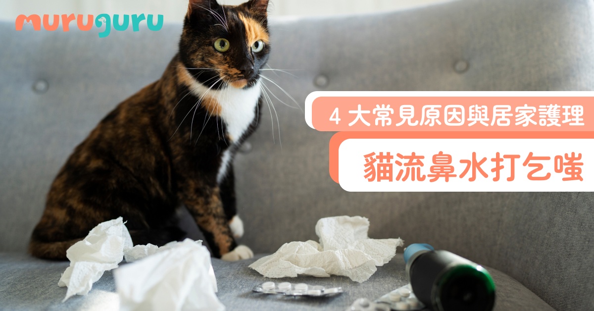 【貓咪健康】貓流鼻水打乞嗤？4 大常見原因與居家護理，教你分辨「貓感冒」幾時要睇獸醫！
