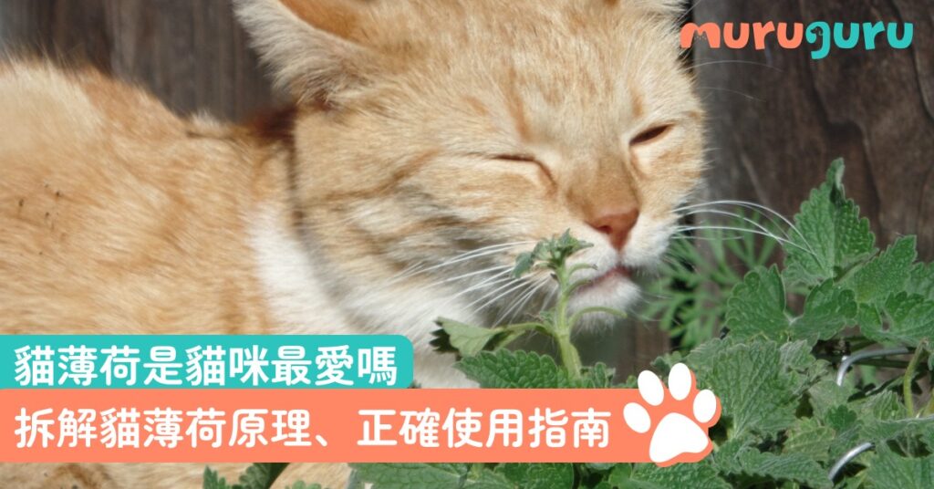 【貓咪娛樂】貓薄荷是貓咪最愛嗎？拆解貓薄荷原理、正確使用指南與常見誤區