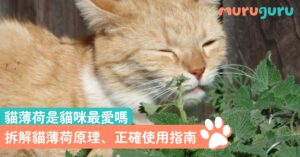 【貓咪娛樂】貓薄荷是貓咪最愛嗎？拆解貓薄荷原理、正確使用指南與常見誤區