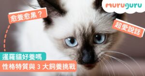 【貓咪品種】暹羅貓好養嗎?「貓界變色龍」性格特質與 3 大飼養挑戰