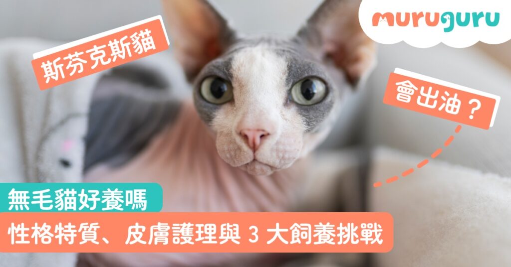 【貓咪品種】無毛貓好養嗎？拆解斯芬克斯貓性格特質、皮膚護理與三大飼養挑戰