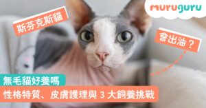 【貓咪品種】無毛貓好養嗎?拆解斯芬克斯貓性格特質、皮膚護理與三大飼養挑戰