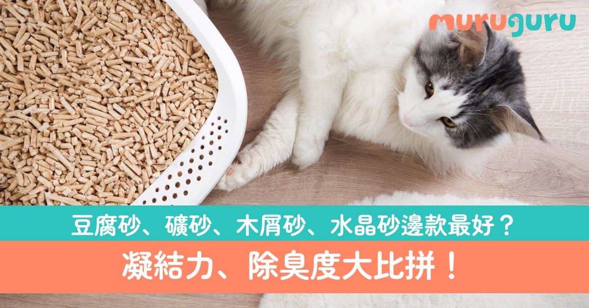 【貓砂推薦】新手選購全指南：凝結力、除臭度大比拼！豆腐砂、礦砂、木屑砂、水晶砂邊款最好？