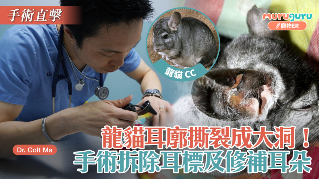 龍貓耳廓撕裂成大洞！手術拆除耳標及修補耳朵｜寵物手術｜獸醫專訪：馬啟豪醫生 Dr. Colt Ma