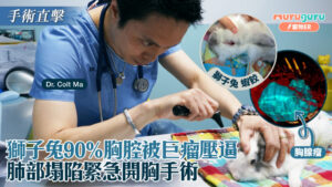獅子兔90%胸腔被巨瘤壓逼,肺部塌陷緊急開胸手術|寵物手術|獸醫專訪:馬啟豪醫生 Dr. Colt Ma