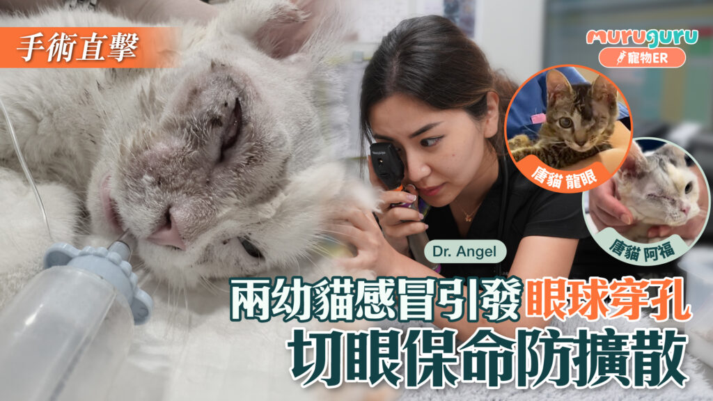 兩幼貓感冒引發眼球穿孔，切眼保命防擴散｜寵物手術｜獸醫專訪：敖嘉怡醫生 Dr. Angel Ngo