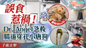 誤食惹禍!Dr. Angel急救腸道穿孔小唐狗|寵物手術|獸醫專訪|敖嘉怡醫生