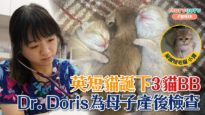 英短貓誕下3貓BB,Dr. Doris為母子產後檢查|寵物手術|獸醫專訪:李祉君醫生
