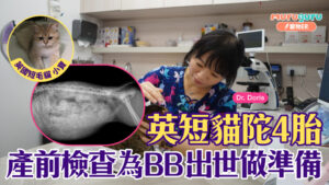 英短貓陀4胎,產前檢查為BB出世做準備|寵物手術|獸醫專訪:李祉君醫生 Dr. Doris Li