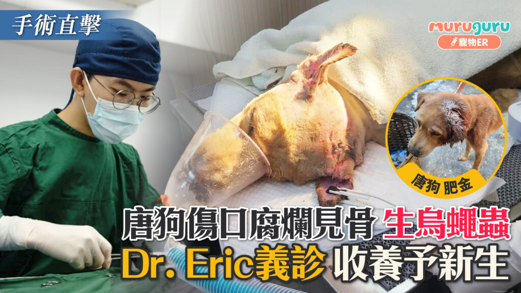 唐狗傷口腐爛見骨生烏蠅蟲，Dr. Eric義診收養予新生｜寵物手術｜獸醫專訪：黃國聰醫生