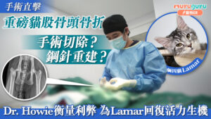 重磅貓股骨頭骨折,2種手術修復機能|寵物手術|獸醫專訪:黃浩宜醫生 Dr. Howie Wong