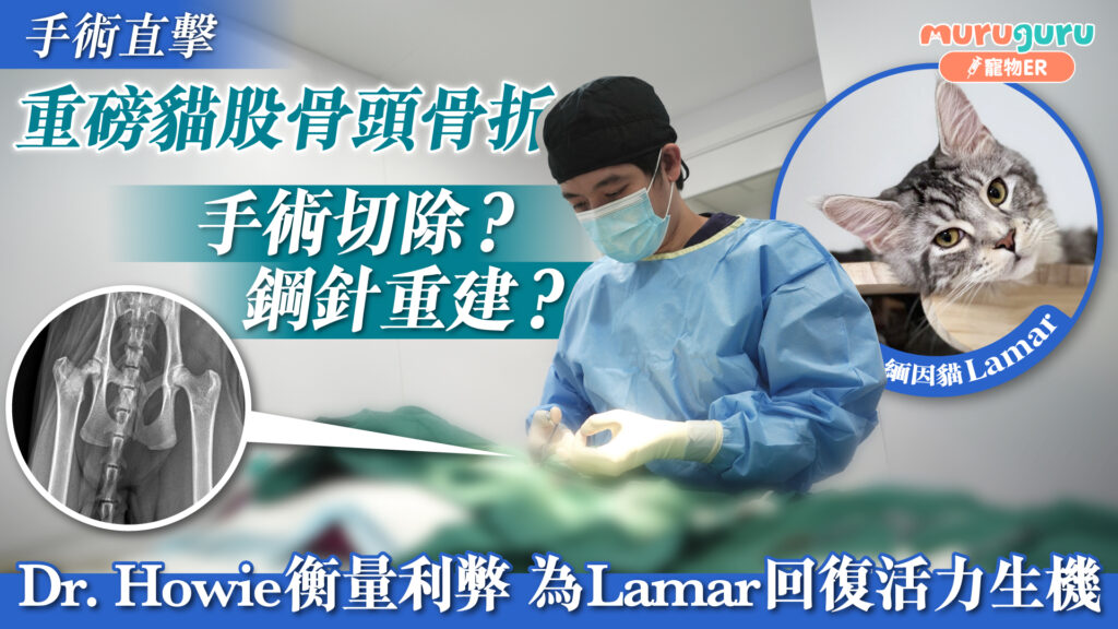 重磅貓股骨頭骨折，2種手術修復機能｜寵物手術｜獸醫專訪：黃浩宜醫生 Dr. Howie Wong