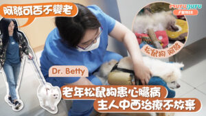 老年松鼠狗患心臟病,主人中西治療不放棄|寵物手術|獸醫專訪|張韻詩醫生 Dr. Betty Cheung