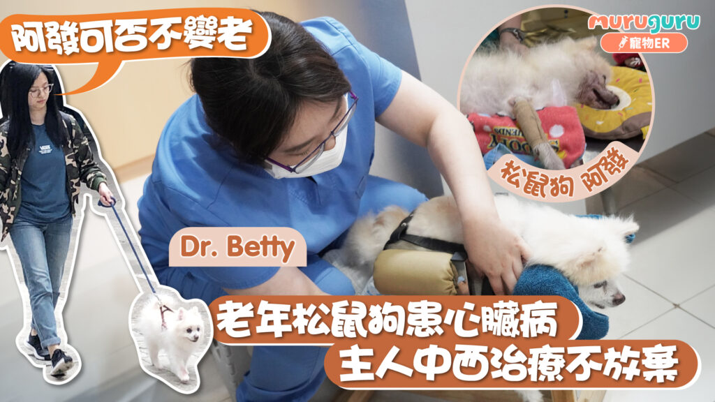 老年松鼠狗患心臟病，主人中西治療不放棄｜寵物手術｜獸醫專訪｜張韻詩醫生 Dr. Betty Cheung