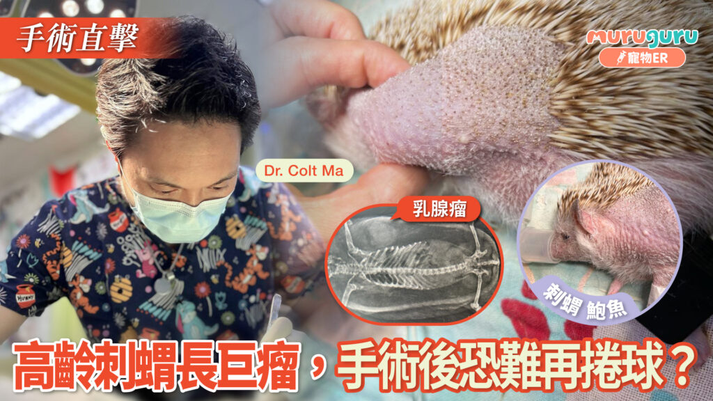 高齡刺蝟長巨瘤，手術後恐難再捲球？｜寵物手術｜獸醫專訪：馬啟豪醫生 Dr. Colt Ma