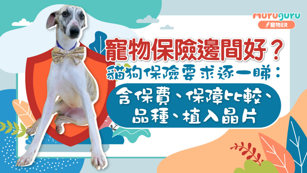 寵物保險邊間好？貓狗保險比較：保費、保障、植入晶片要求逐一睇