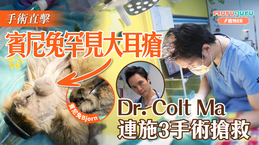 賓尼兔罕見大耳瘡！Dr. Colt Ma連施３手術搶救｜寵物手術｜獸醫專訪：馬啟豪醫生
