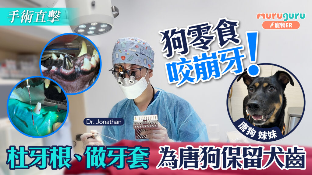 狗零食咬崩牙！杜牙根、做牙套，為唐狗保留犬齒｜寵物手術｜獸醫專訪：譚建樑醫生 Dr. Jonathan Tam