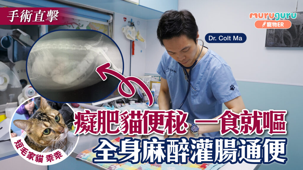 癡肥貓便秘一食就嘔，全身麻醉灌腸通便｜寵物手術｜獸醫專訪：馬啟豪醫生 Dr. Colt Ma