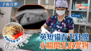 英短貓吞下針線,小腸開孔取異物|寵物手術|獸醫專訪:李祉君醫生 Dr. Doris Li