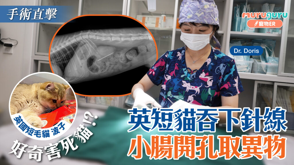英短貓吞下針線，小腸開孔取異物｜寵物手術｜獸醫專訪：李祉君醫生 Dr. Doris Li