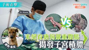 未絕育唐狗嚴重腹脹,揭發子宮積膿|寵物手術|獸醫專訪:黃浩宜醫生 Dr. Howie Wong