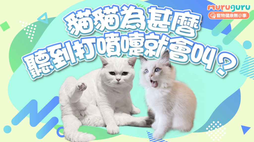 【貓咪行為】貓貓為什麼聽到打噴嚏就會叫？解析聲音敏感與本能反應