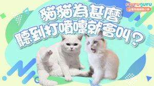 【貓咪行為】貓貓為什麼聽到打噴嚏就會叫?解析聲音敏感與本能反應
