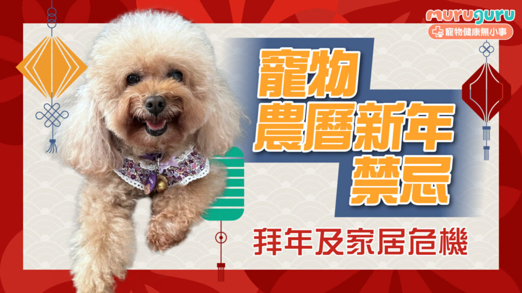 【農曆新年】寵物賀歲禁忌指南：拜年、全盒、年花及家居隱藏危機
