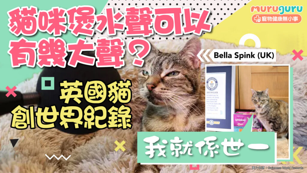 【貓咪世界紀錄】貓咪煲水聲可以有幾大聲？英國 14 歲老貓 Bella 創下健力士世界紀錄