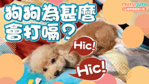 【狗狗健康】狗狗為什麼會打嗝?解析幼犬寄生蟲與大型犬進食過急的影響