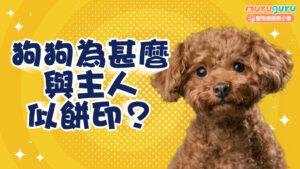 【寵物心理學】狗狗為什麼與主人「似餅印」?解析科學與外貌相似背後的趣味聯繫