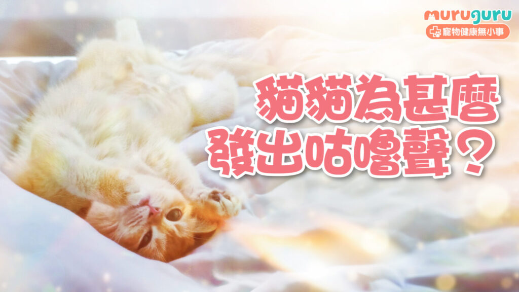 【貓咪行為】貓貓為什麼發出咕嚕聲？解析「煲水聲」背後的四大情緒訊號與生理機制