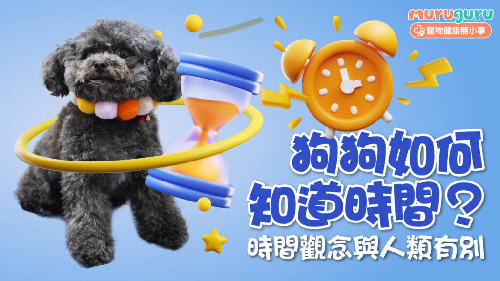 【狗狗心理學】狗狗如何知道時間？科學研究揭密：牠們感知時間的方式與人類大不同