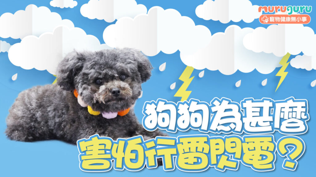 【雷雨季必讀】狗狗為什麼害怕行雷閃電？解析壓力成因與 4 大安撫策略