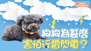 【雷雨季必讀】狗狗為什麼害怕行雷閃電?解析壓力成因與 4 大安撫策略