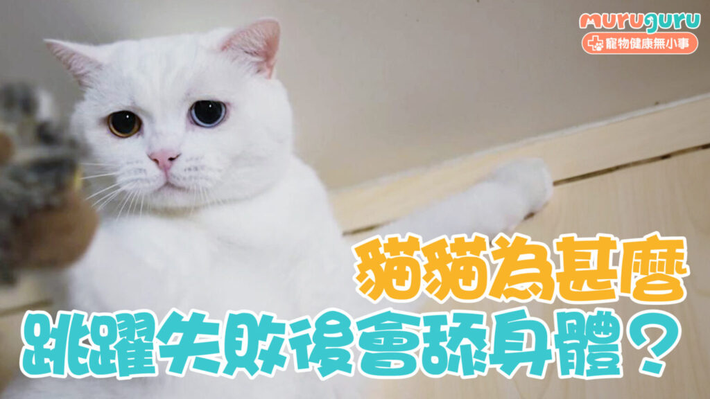 【貓咪行為學】貓貓跳躍失敗後為什麼會舔身體？解析「轉移行為」背後的心理機制