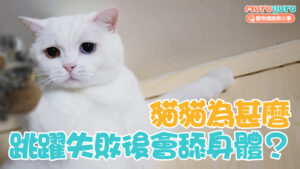 【貓咪行為學】貓貓跳躍失敗後為什麼會舔身體?解析「轉移行為」背後的心理機制