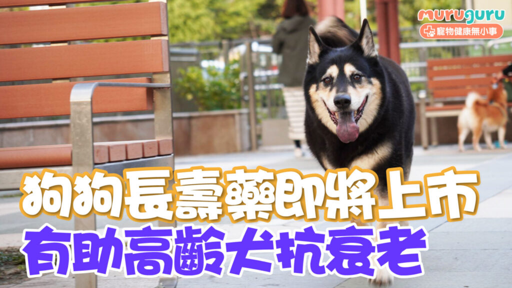 【寵物科技】狗狗長壽藥即將上市！美國 FDA 初步批准：有望延緩高齡犬衰老
