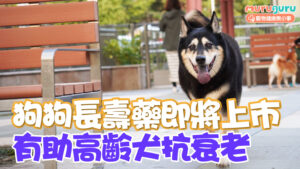 【寵物科技】狗狗長壽藥即將上市！美國 FDA 初步批准：有望延緩高齡犬衰老