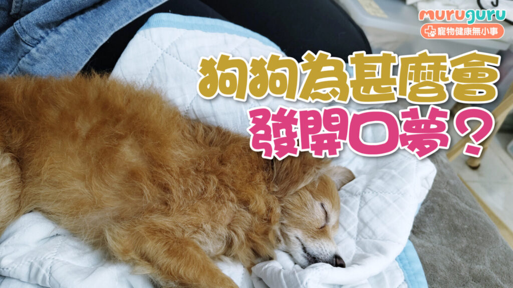 【狗狗心理學】狗狗為什麼會發開口夢？解析夢中吠叫成因與大小犬種的夢境差異
