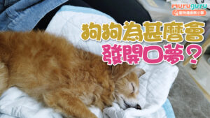 【狗狗心理學】狗狗為什麼會發開口夢?解析夢中吠叫成因與大小犬種的夢境差異