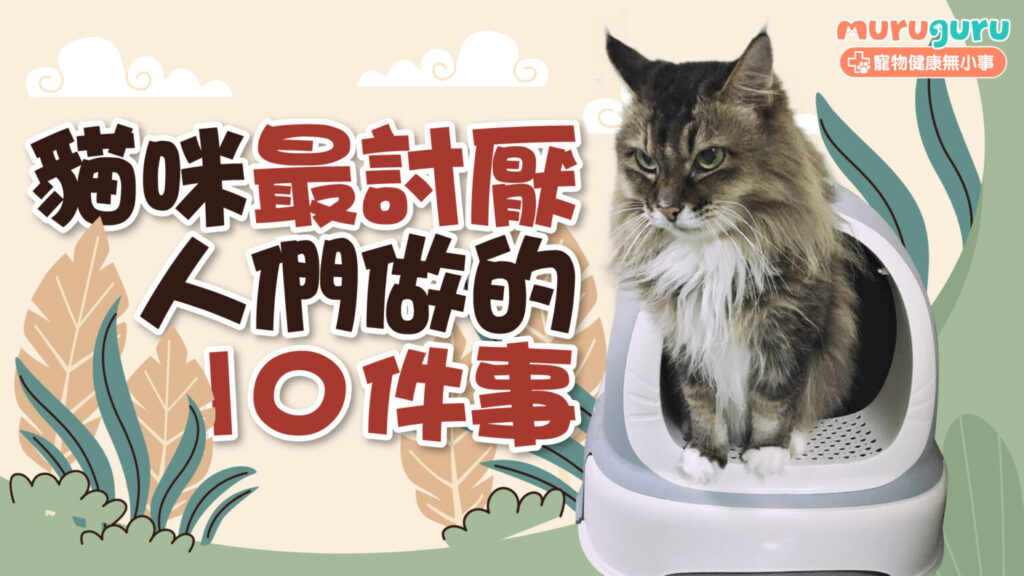 【貓咪行為】貓奴必睇！盤點貓貓最討厭人們做的 10 件事，避開主子壓力地雷