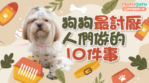 【狗狗行為】狗奴必讀!盤點狗狗最討厭人們做的 10 件事,避開人狗關係地雷