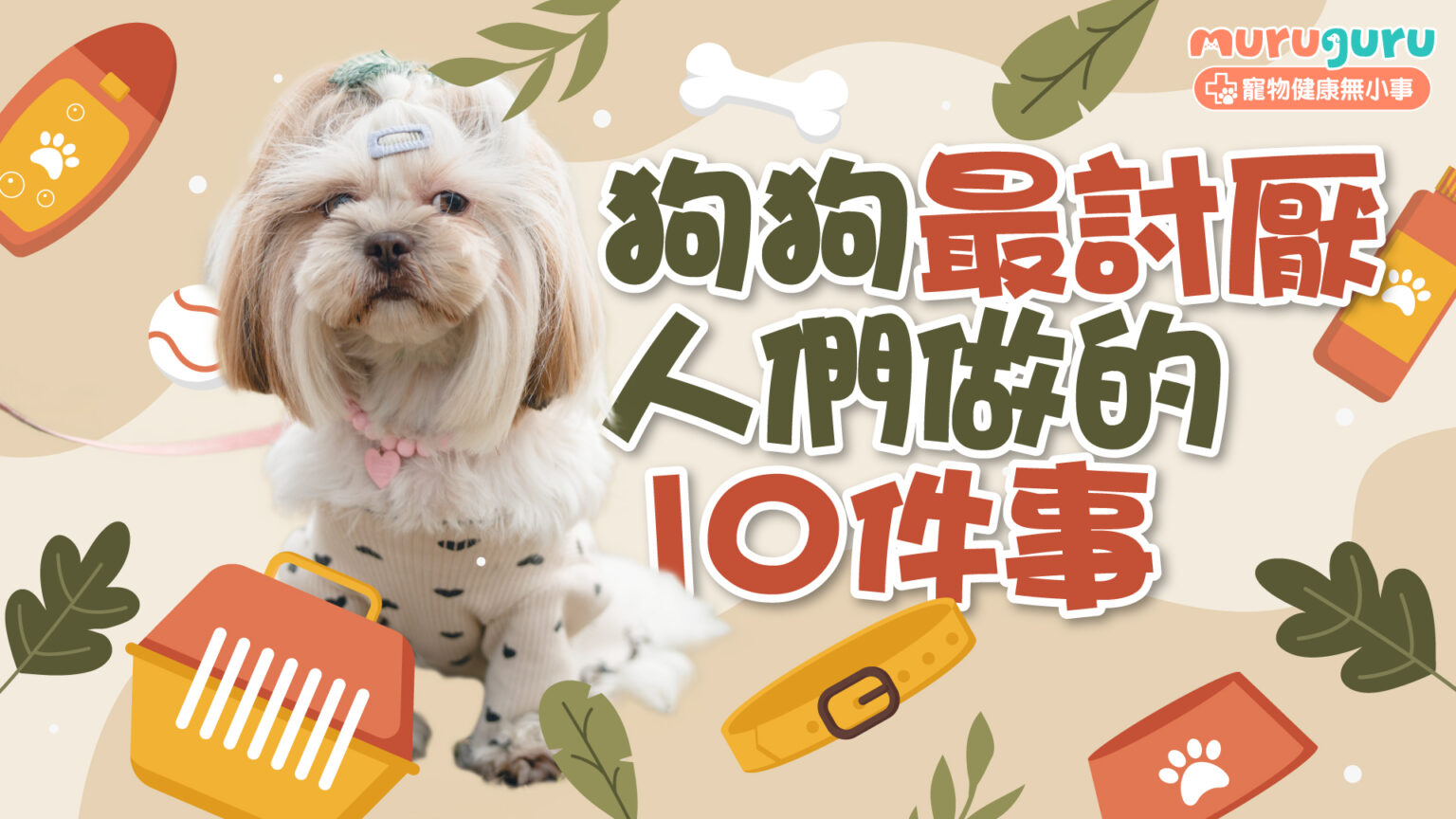 【狗狗行為】狗奴必讀!盤點狗狗最討厭人們做的 10 件事,避開人狗關係地雷