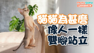 【貓咪行為】貓貓為什麼像人一樣雙腳站立?解析 6 大心理動機與生理背景