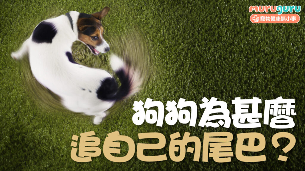 【狗狗行為】狗狗為什麼追自己的尾巴？解析背後的強迫症傾向與心理壓力